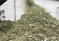 Новый год без елки или экологическая катастрофа?