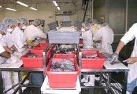 Мойка и сортировка рыбы